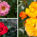 Star Roses and Plants receives American Gar den Rose Selections awards