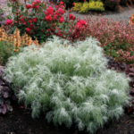 Terra Nova Nurseries unveils companion plants for trending 2025 Colors of the Year