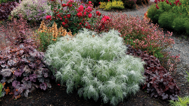 Terra Nova Nurseries unveils companion plants for trending 2025 Colors of the Year