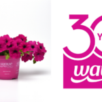 Wave Petunias to celebrate 30th anniversary in 2025