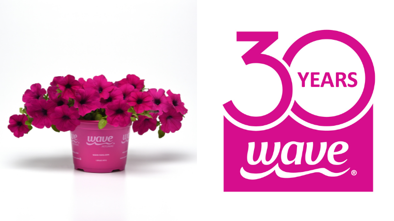 Wave Petunias to celebrate 30th anniversary in 2025