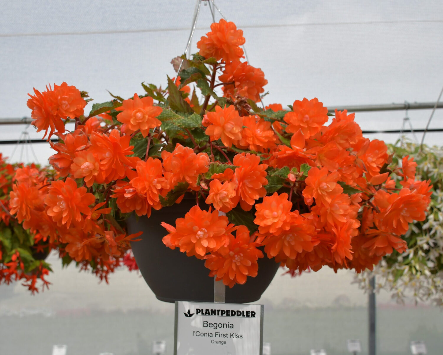 Begonia-IConia-FIrst-Kiss-Orange-Dummen-Orange