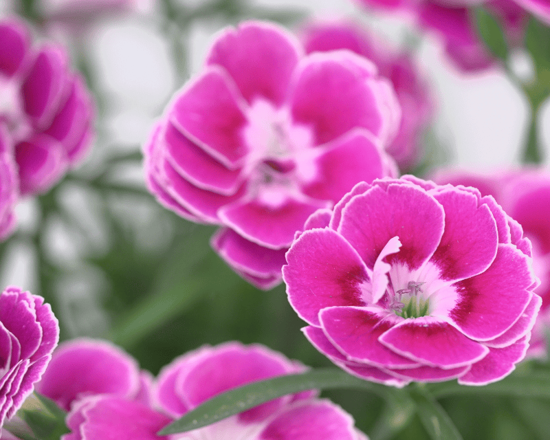 Dianthus Interspecific-Capitan Magnifica-Selecta One