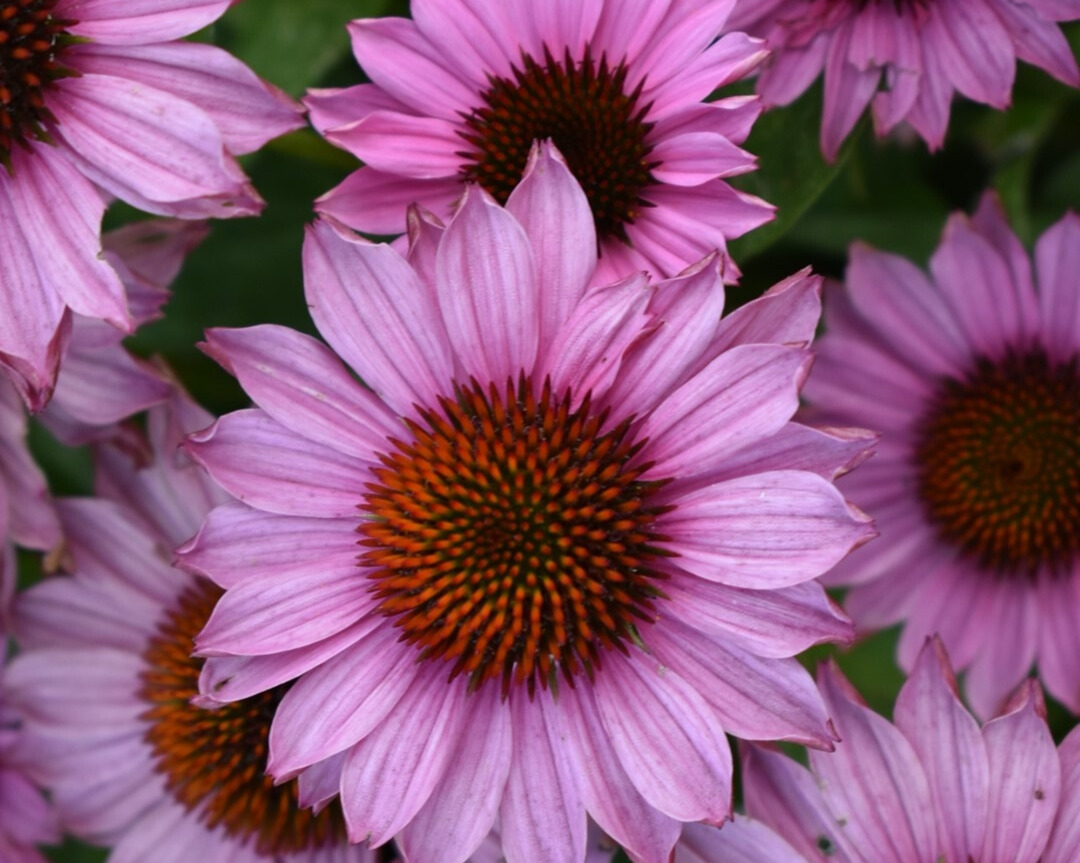 Echinacea ‘SunMagic Vintage Fuchsia’ Bull Plant Genetics