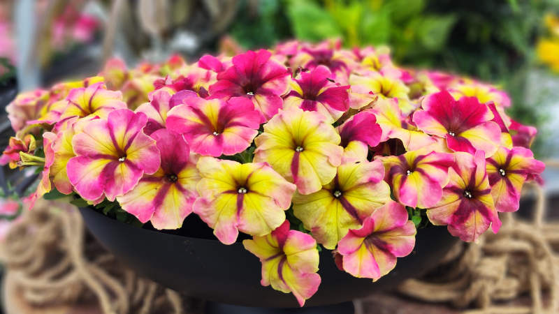 Petunia 'Shake Raspberry F1' AAS Ornamental from Seed Winner National Winner