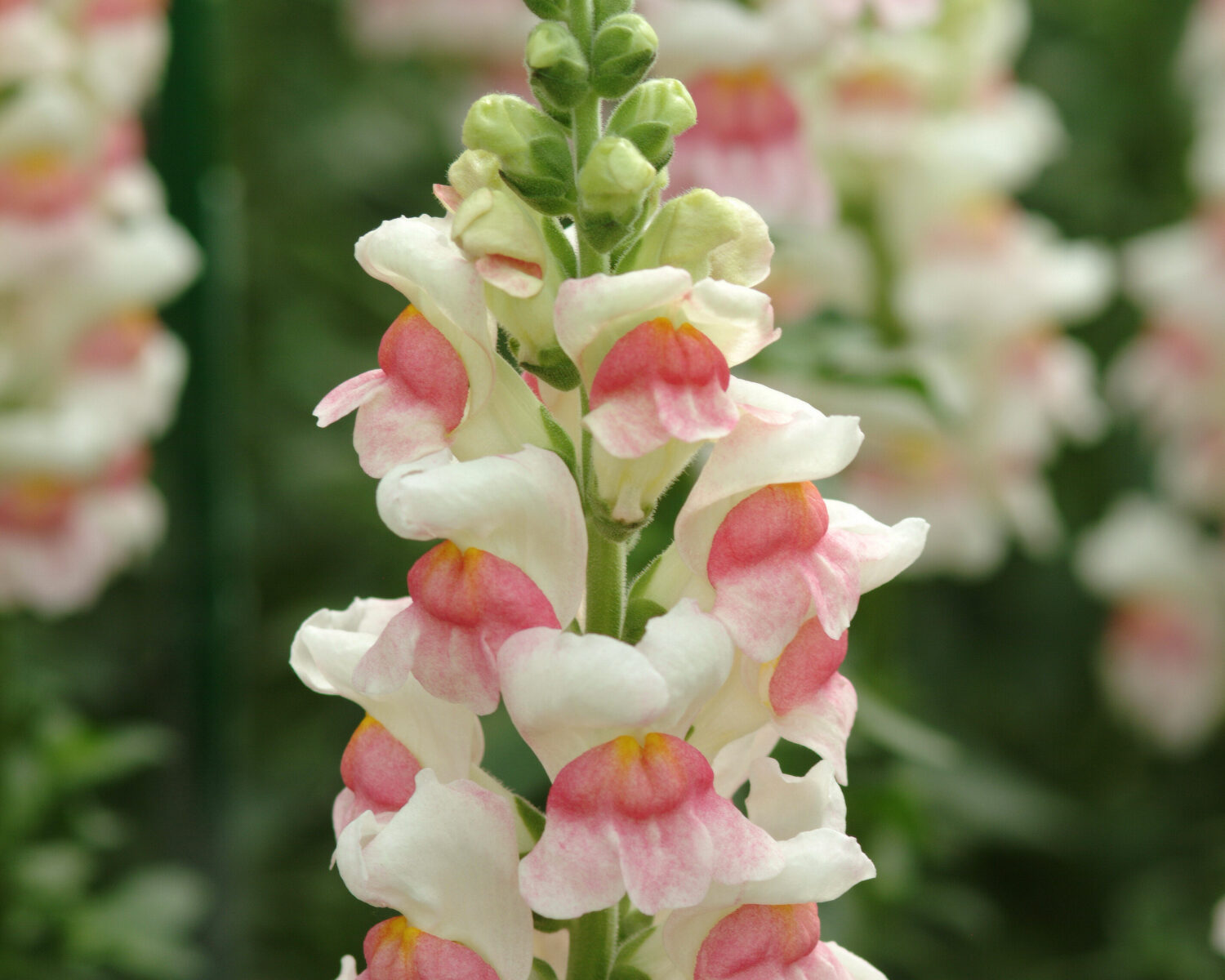 Specialty Cut Flower Growers Award_Snapdragon-Potomac-Appleblossom-PanAmericanSeed