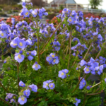 Terra Nova Nurseries Polemonium 'Hurricane Ridge' Photo