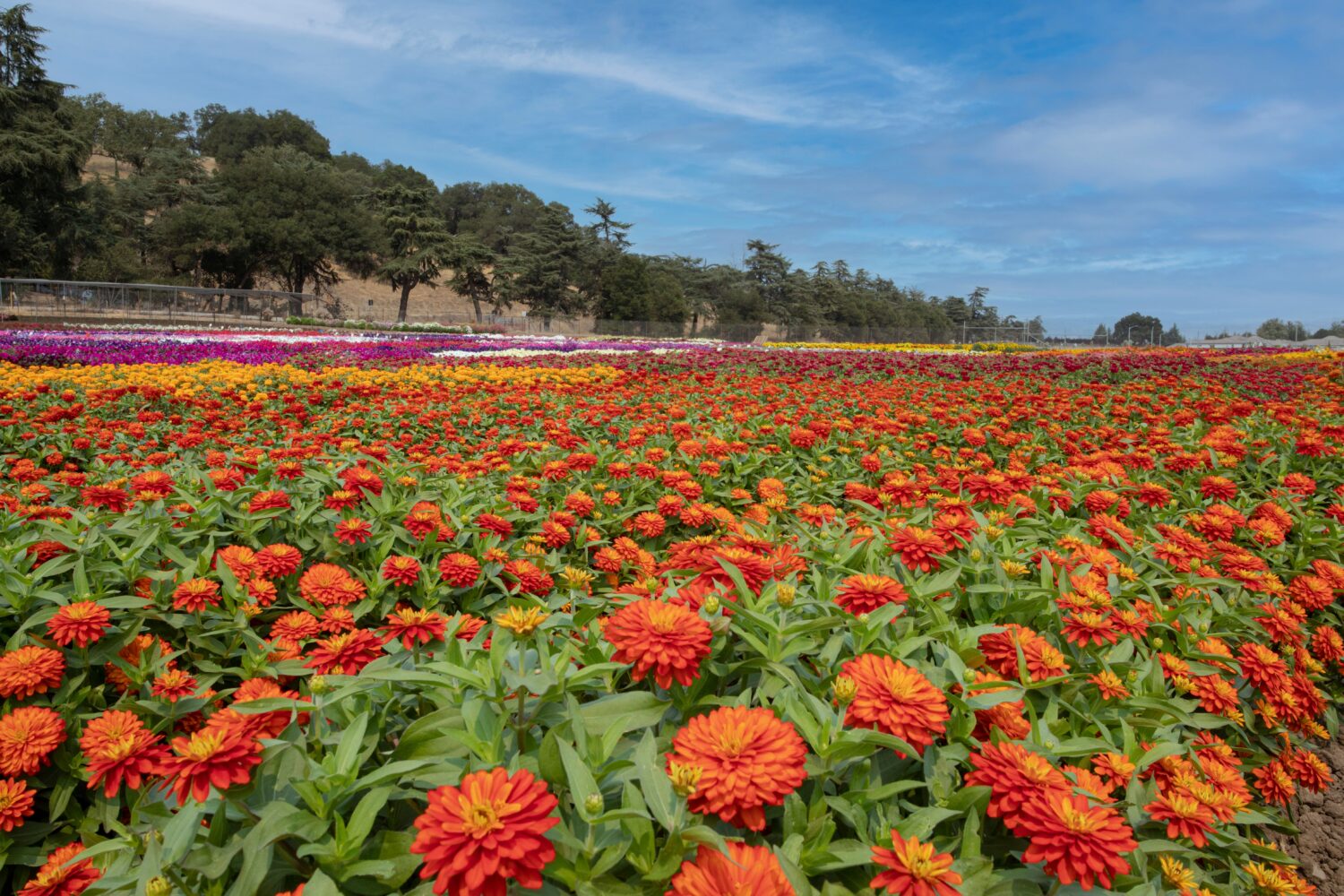 Zinnia Zydeco Fire Syngenta Flowers