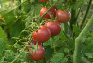 Tomato ‘Unicorn Pink’