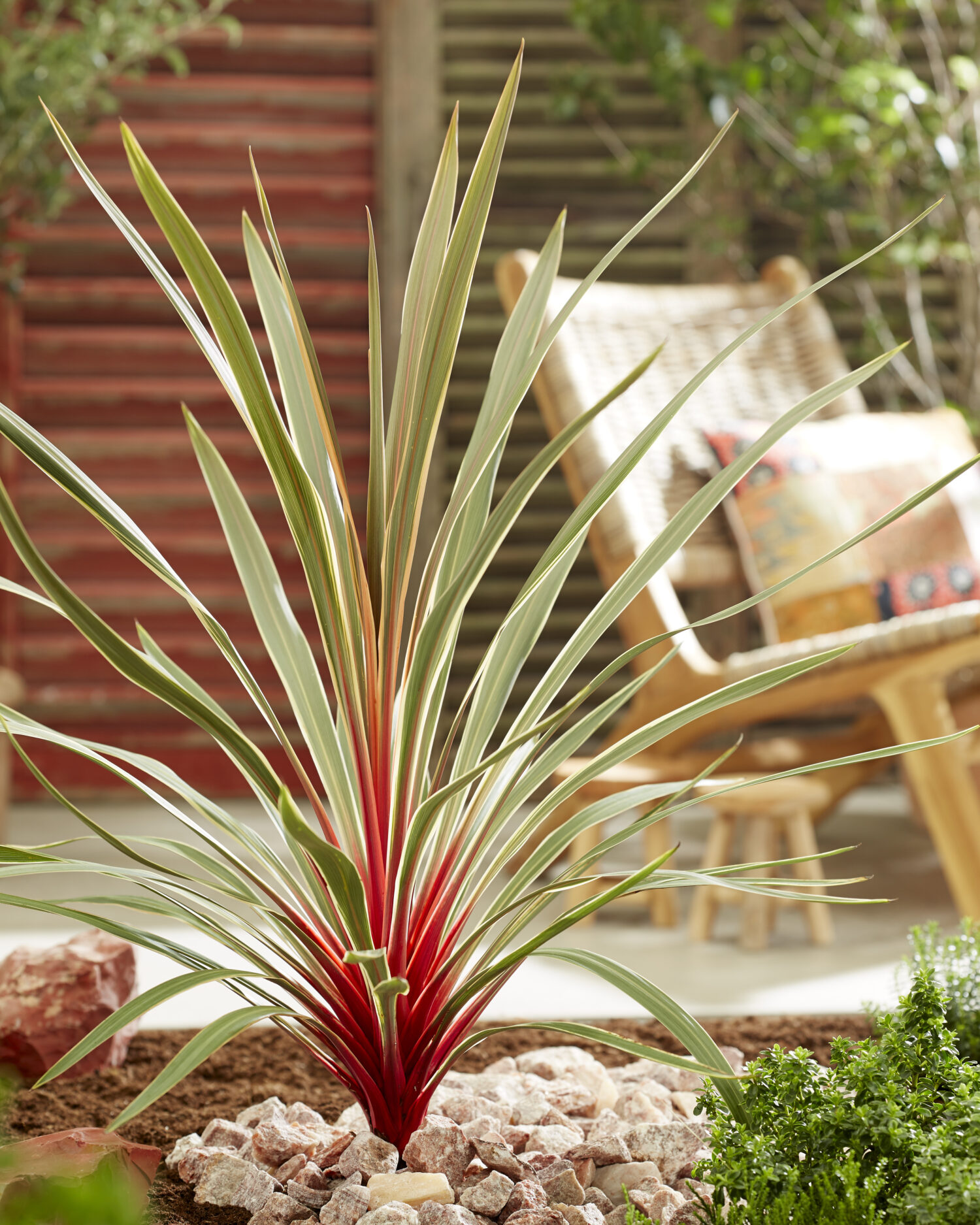 Cordyline ‘Magic Star’ Concept Plants