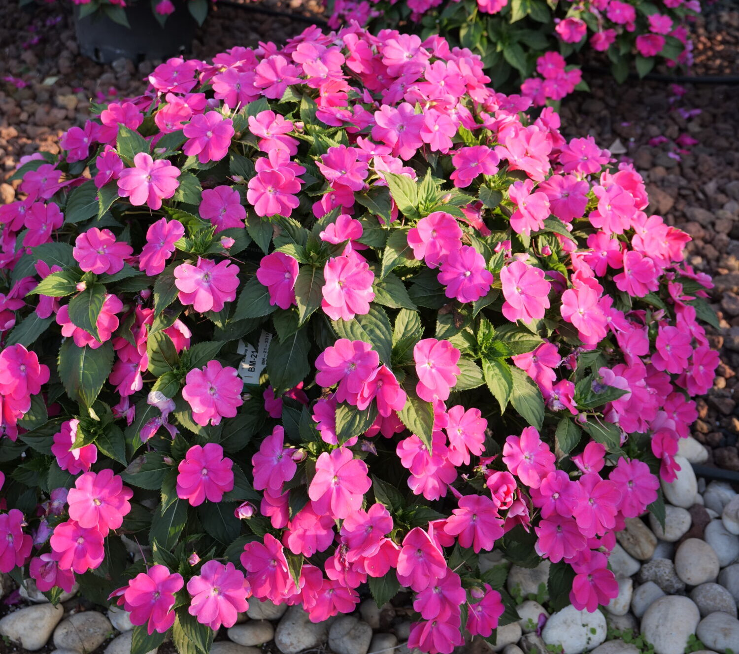 Danziger Hybrid Impatiens Sol Luna Prime