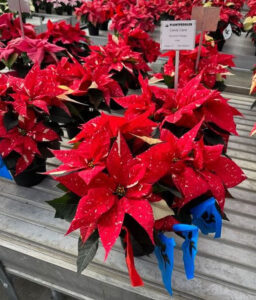 Dümmen Orange Candy Cane poinsettia