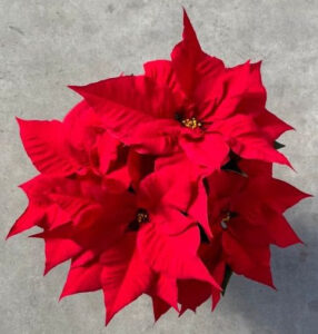Dümmen Orange FabYULEous poinsettia