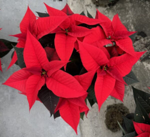 Dummen Orange Noblesse poinsettia