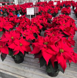 Dümmen Orange Red Soul variety poinsettias