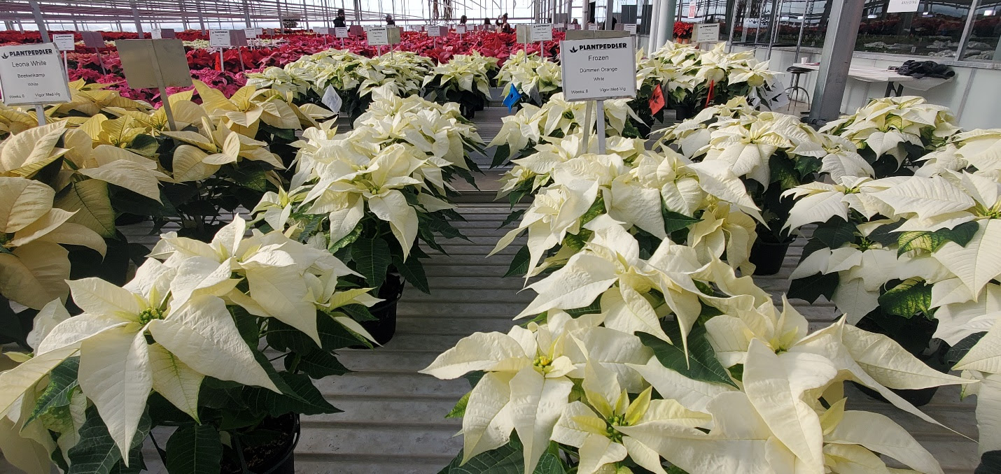 Dümmen Orange unveils new poinsettia varieties across North