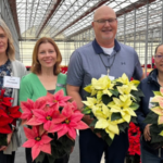 Dümmen Orange unveils new poinsettia varieties across North American trials