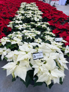 Dümmen Orange’s Flurry poinsettias