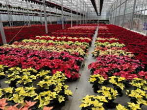 Poinsettia Trials were recently hosted at Vaandrager Nurseries in Abbotsford, B.C.
