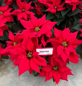Dummen Orange Rapid Red poinsettia