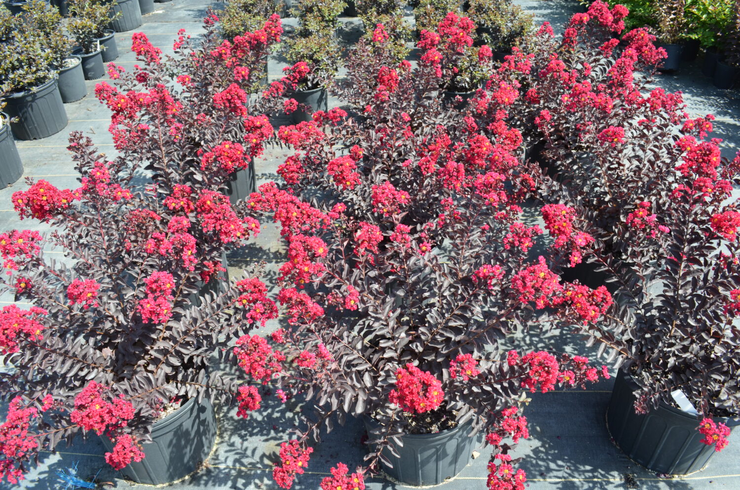 J Berry Nursery Crape Myrtle ‘Black Diamondettes Cherry Marquis’