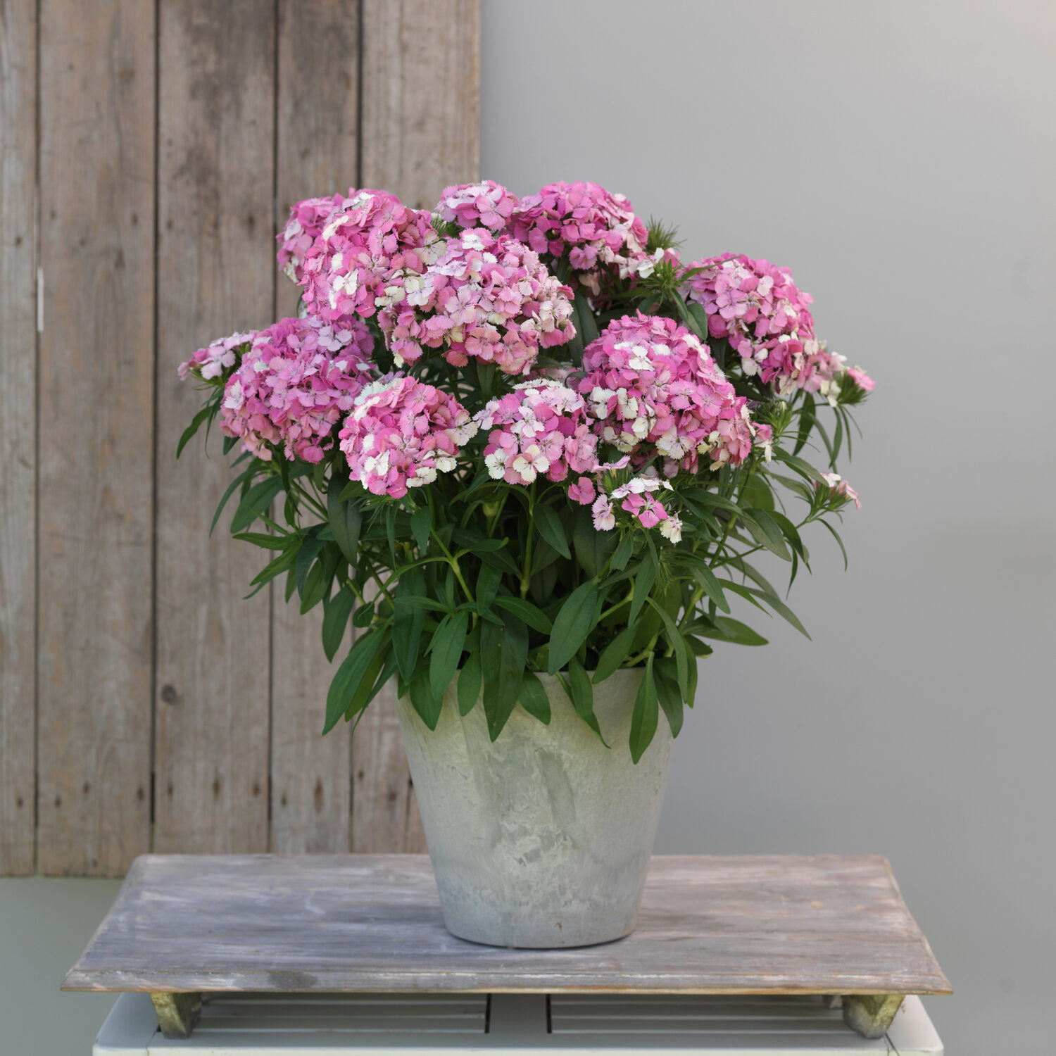 PanAmerican Seed Dianthus ‘Dart’