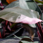 Philodendron Pink Princess’. Photo courtesy of Costa Farms.