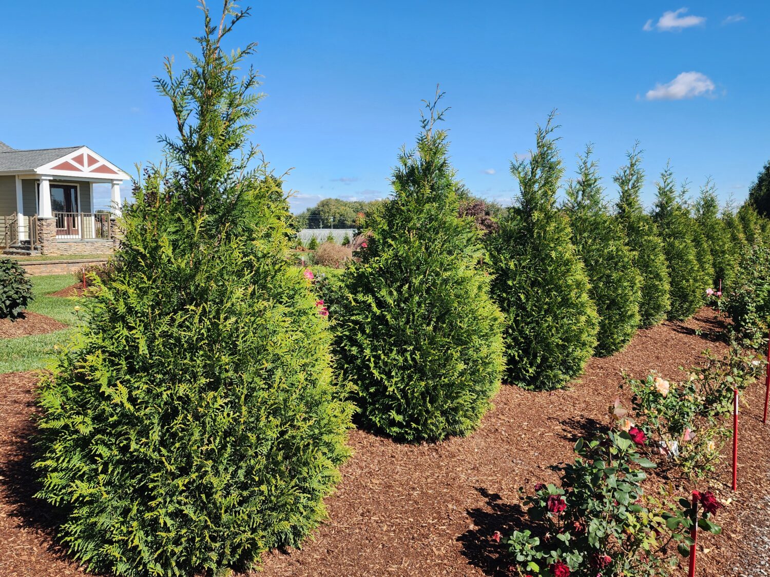 Plants Nouveau Thuja ‘Junior Giant’