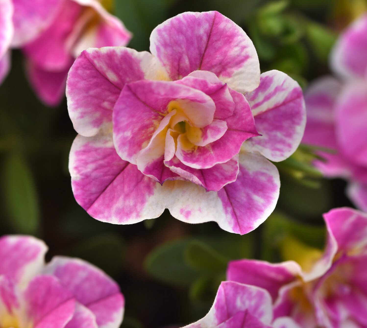 Selecta One Calibrachoa ‘MiniFamous Uno Funtopia’