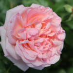 Star Roses and Plants introduces Martha Stewart rose