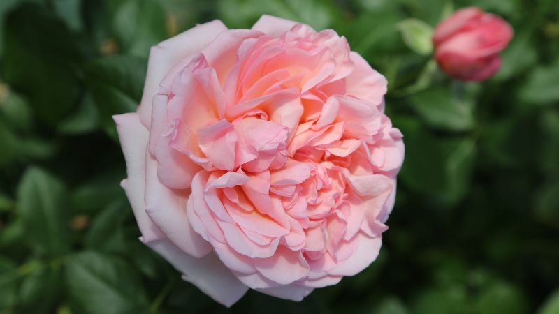 Star Roses and Plants introduces Martha Stewart rose