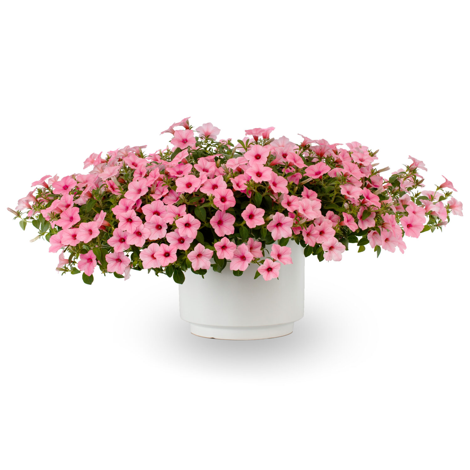 Syngenta Flowers Petunia ‘Dekko Maxx Pink’