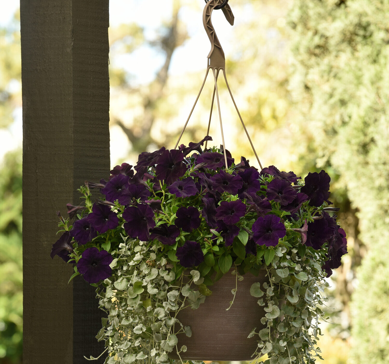 Wave Petunia ‘Easy Wave Navy Velour’