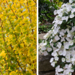 2 Proven Winners ColorChoice varieties named 2025 Plant of the Year 800