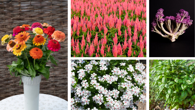 5 more AAS Winners announced for 2025