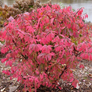 Euonymus FIRE BALL SEEDLESS from Spring Meadow Nursery:Proven Winners ...