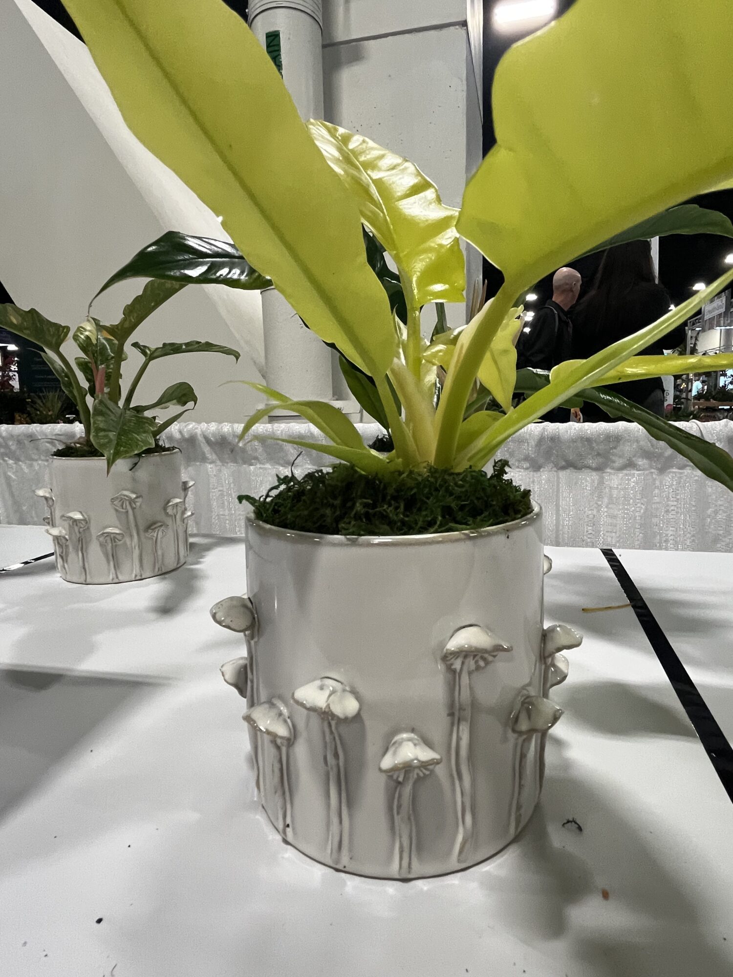 Top product picks from Tropical Plant International Expo (TPIE) Penang Nursery