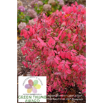 Proven Winners ColorChoice's burning bush 'Fire Ball Seedless' has received the National Garden Bureau's 2025 Green Thumb Award