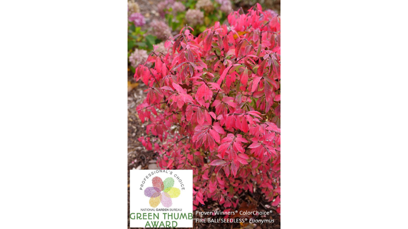 Proven Winners ColorChoice's burning bush 'Fire Ball Seedless' has received the National Garden Bureau's 2025 Green Thumb Award