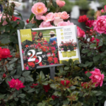 Star Roses and Plants announced its award-winning Knock Out rose is celebrating its 25th anniversary this year. 