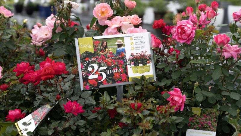 Star Roses and Plants announced its award-winning Knock Out rose is celebrating its 25th anniversary this year. 