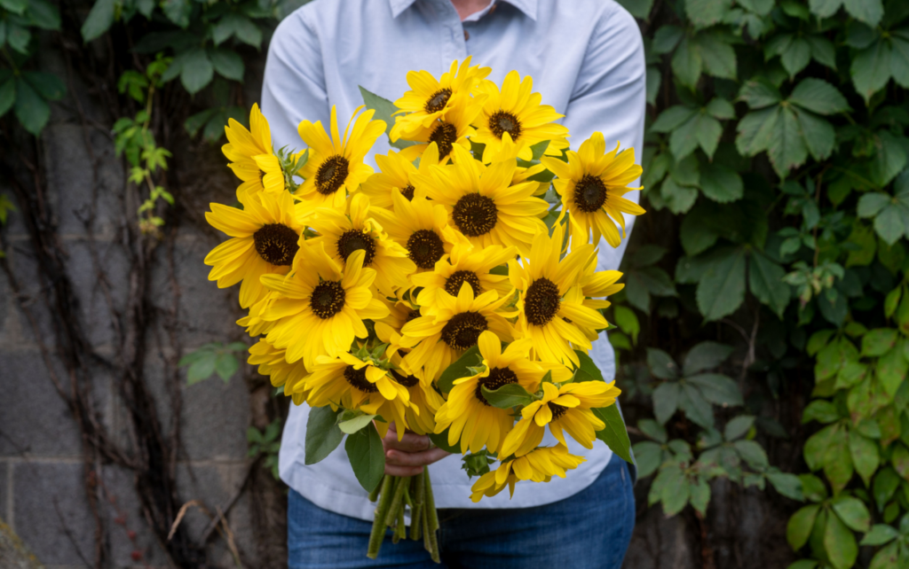 Syngenta Flowers has launched a refreshed consumer facing website for its Sunfinity sunflower brand.
