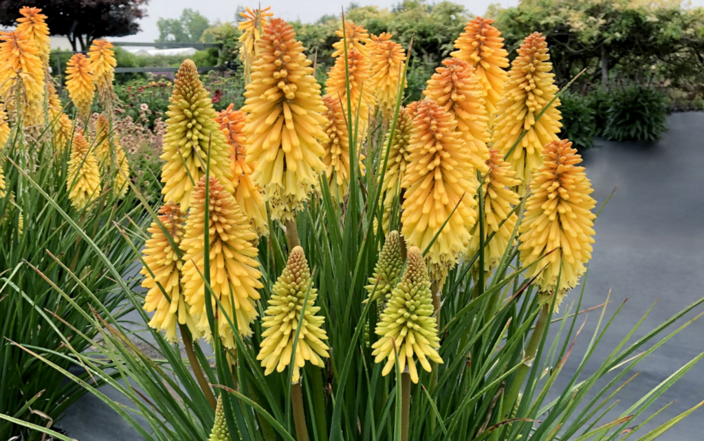 Terra Nova Nurseries has announced kniphofia 'POCO Butter Brickle’, the newest addition to the Kniphofia POCO series