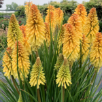 Terra Nova Nurseries has announced kniphofia 'POCO Butter Brickle’, the newest addition to the Kniphofia POCO series