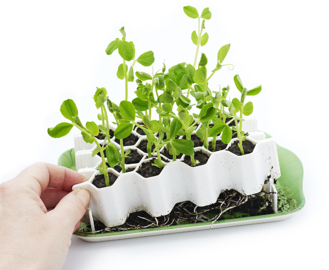 Garden Works_Sprout Joy