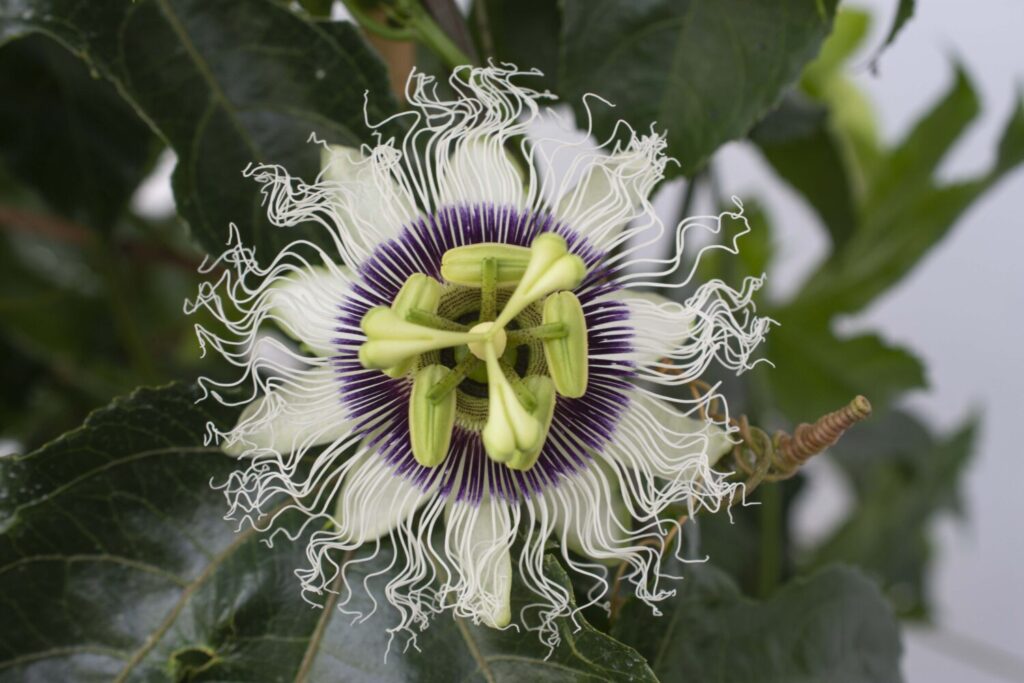 Star Roses and Plants_Passiflora_BB_Blooms