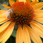 Terra Nova Nurseries reveals new echinacea 'Princess Honey’