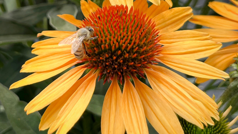 Terra Nova Nurseries reveals new echinacea 'Princess Honey’