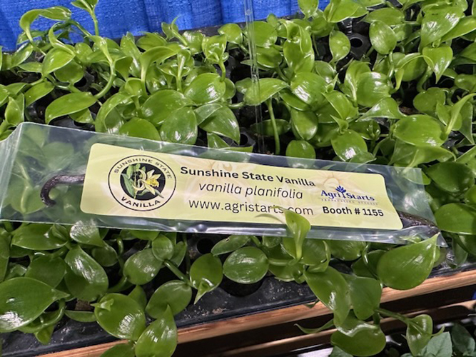 Agri-Starts-Vanilla planifolia 'Sunshine State' TPIE Cool Product Awards 2025