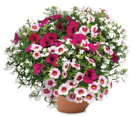 Danziger CAST 2025 Durabella Berry Spritzer